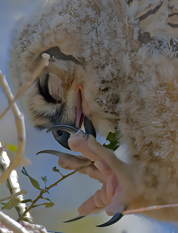 Great_Horned_Owl_10_FL_212