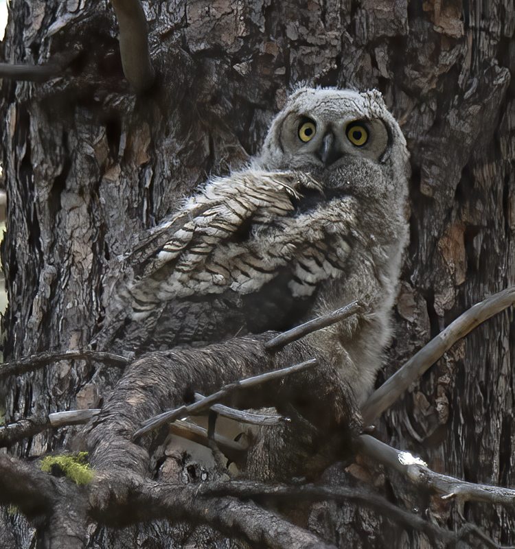 Great_Horned_Owl_17_OR_023