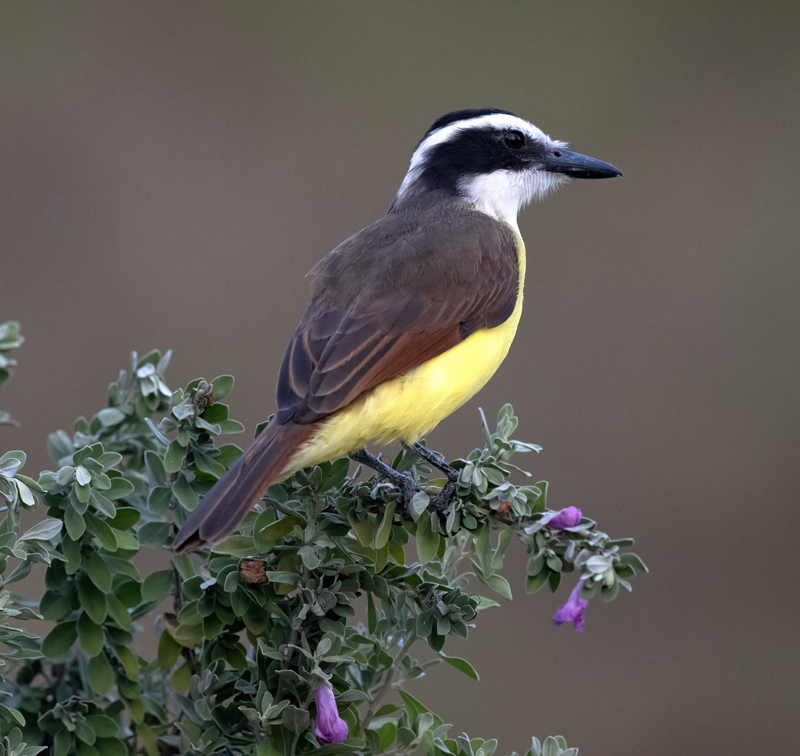 Great_Kiskadee_24_TX_L_024