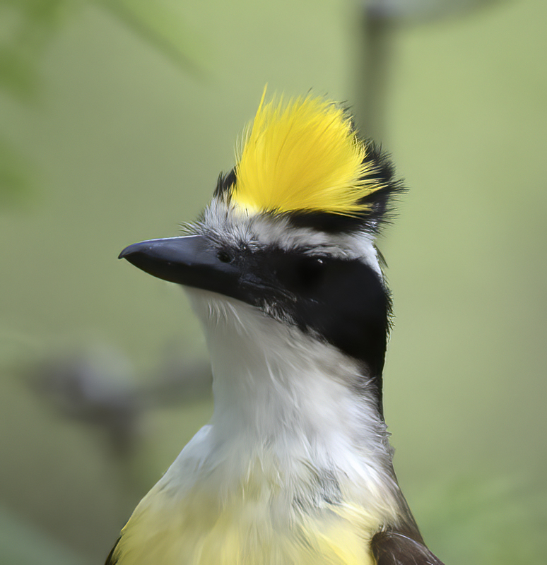 Great_Kiskadee_TX_18_091