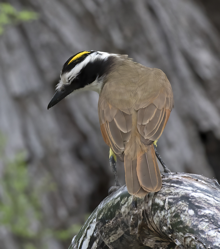 Great_Kiskadee_TX_18_141