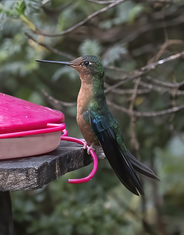 Great_Sapphirewing_18_Ecuador_001