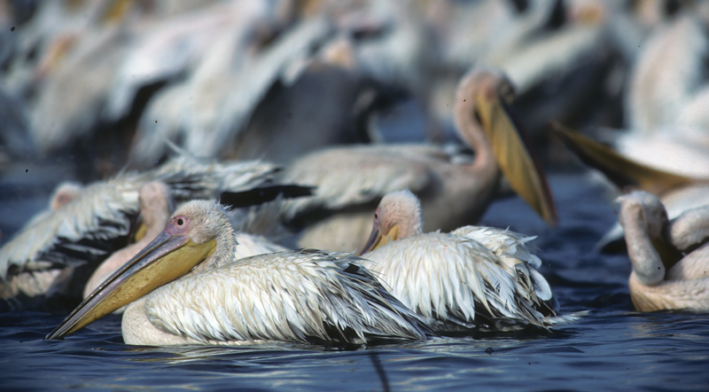Great_White_Pelican_90_Kenya_012