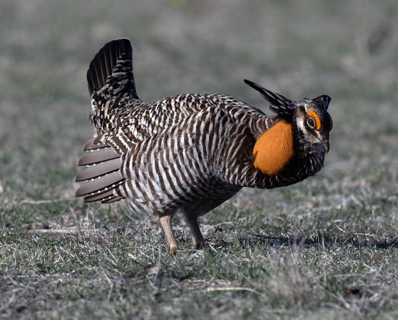 Greater_Prairie-Chicken_24_KA_L_011