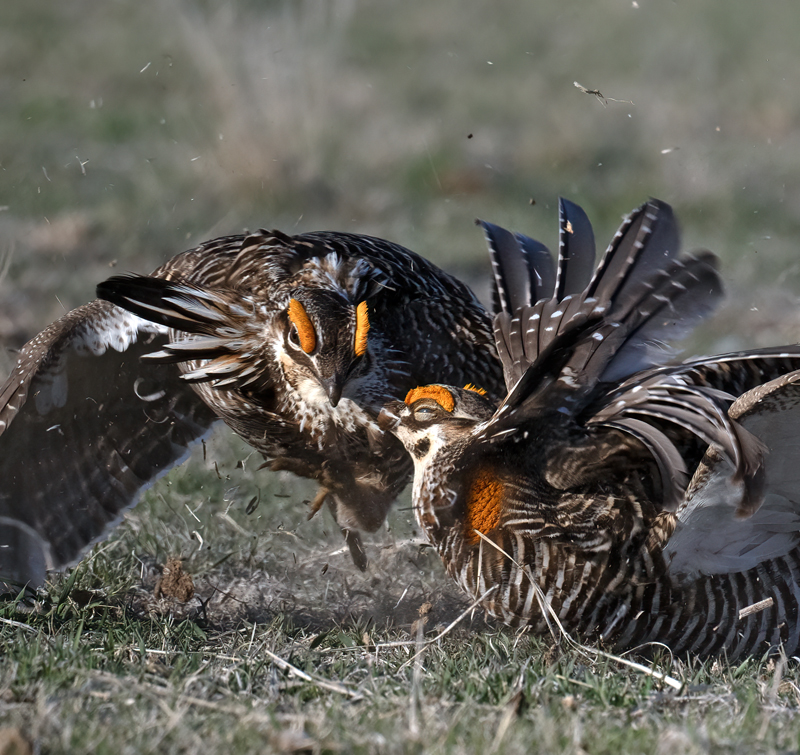 Greater_Prairie-Chicken_24_KA_L_069