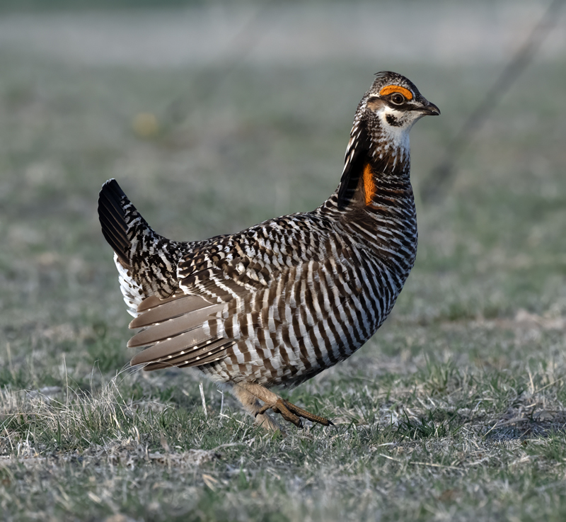 Greater_Prairie-Chicken_24_KA_L_199