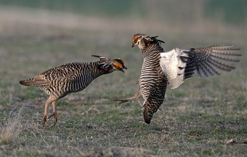 Greater_Prairie-Chicken_24_KA_L_236