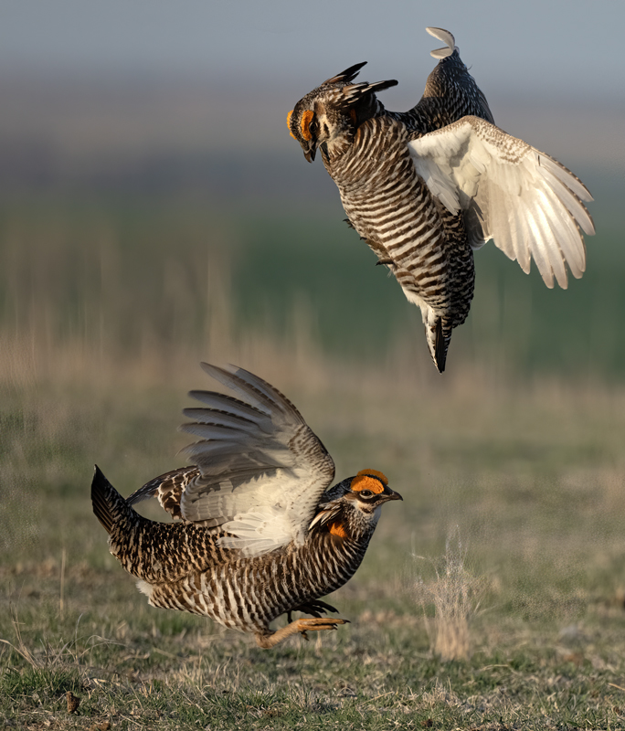 Greater_Prairie-Chicken_24_KA_L_266