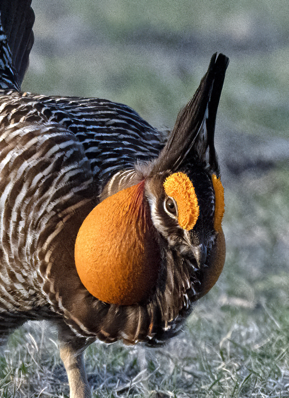 Greater_Prairie-Chicken_24_KA_L_290