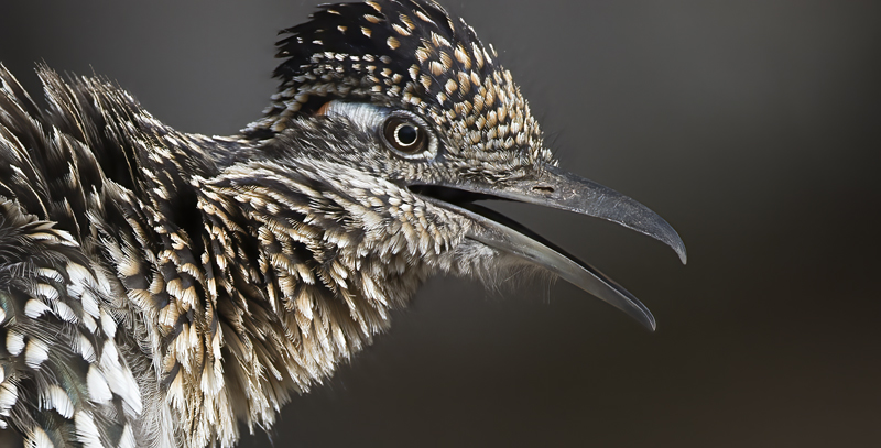 Greater_Roadrunner_15_AZ_002