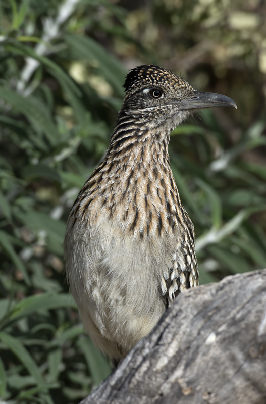 Greater_Roadrunner_15_AZ_004