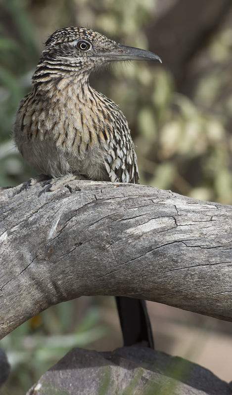 Greater_Roadrunner_15_AZ_024