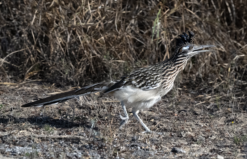 Greater_Roadrunner_24_TX_L_002
