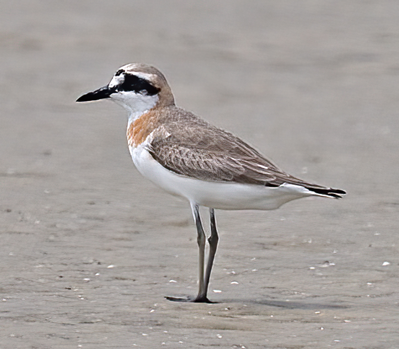 Greater_Sandplover_09_FL_027