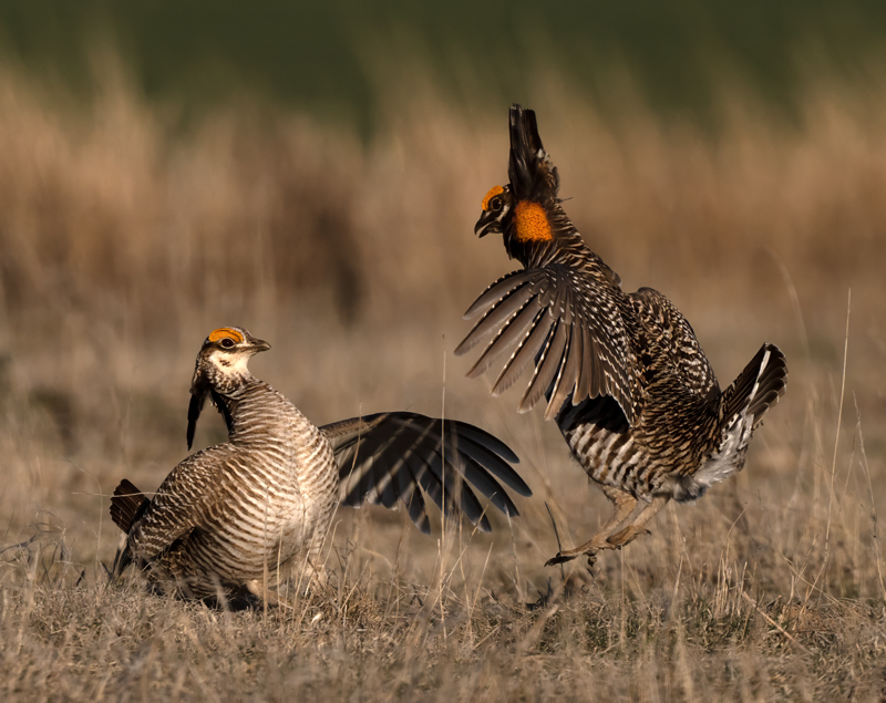 Greater_and_Lesser_Prairie-Chicken_24_KA_C_683