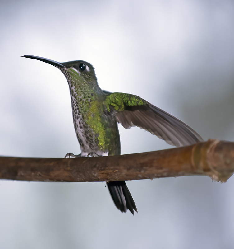Green-crowned_Brilliant_18_Ecuador_003