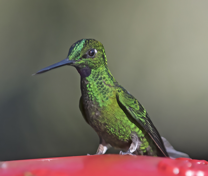 Green-crowned_Brilliant_18_Ecuador_017