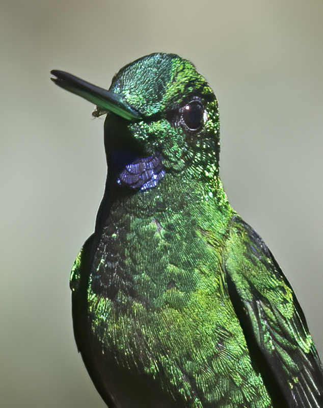 Green-crowned_Brilliant_18_Ecuador_022
