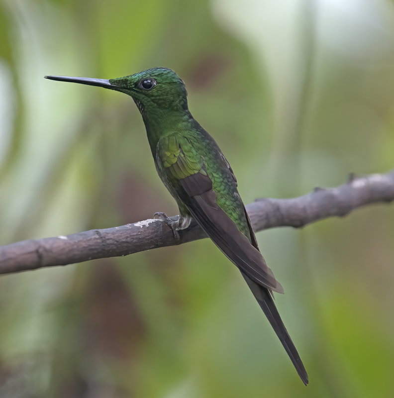 Green-crowned_Brilliant_18_Ecuador_025