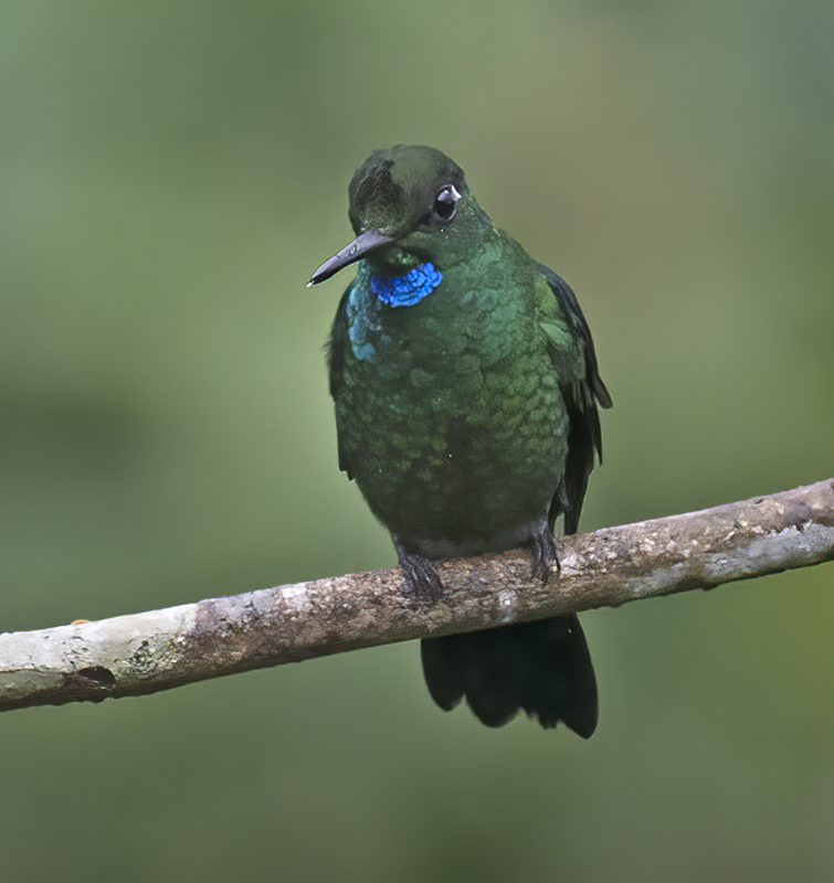 Green-crowned_Brilliant_18_Ecuador_032