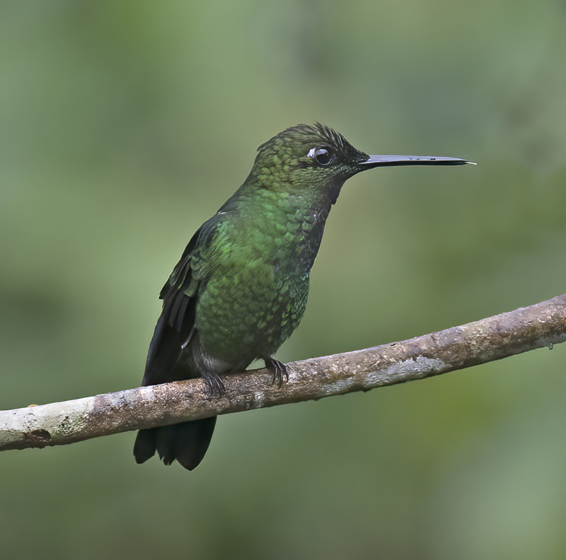 Green-crowned_Brilliant_18_Ecuador_034