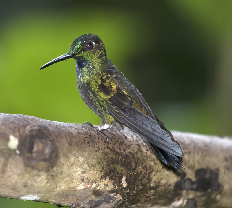 Green-crowned_Brilliant_18_Ecuador_046