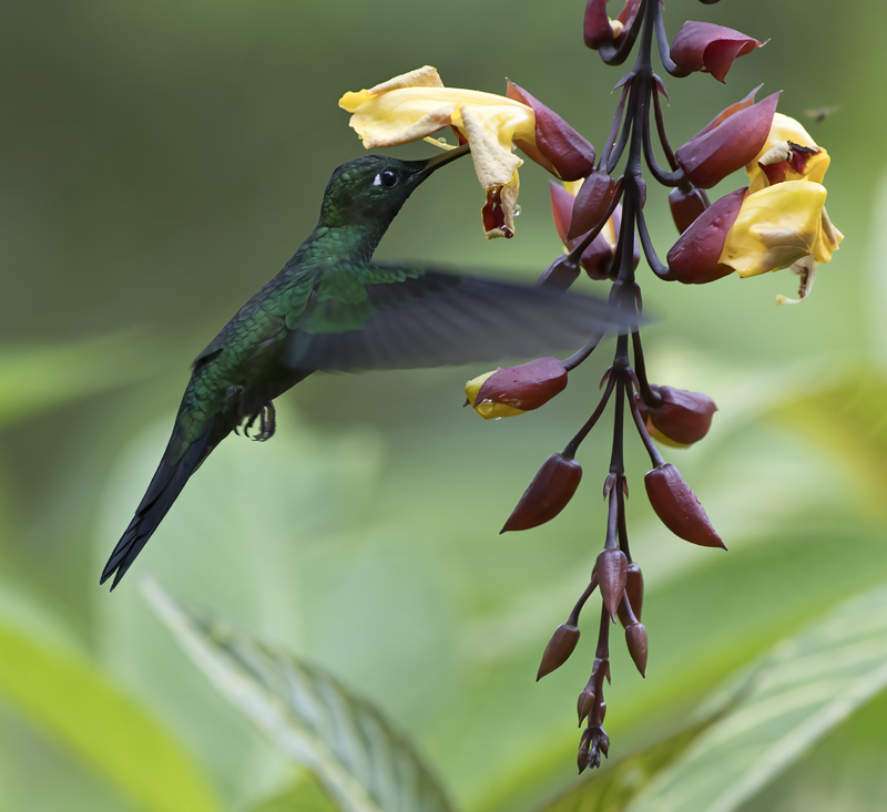 Green-crowned_Brilliant_18_Ecuador_060