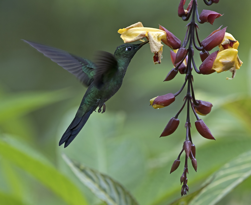 Green-crowned_Brilliant_18_Ecuador_066