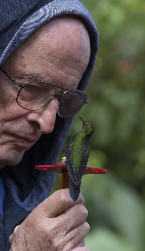 Green-crowned_Brilliant_Hummingbird_18_Costa_Rica_043