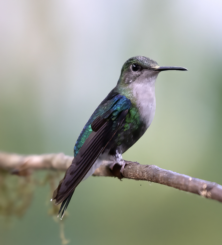 Green-crowned_Woodnymph_18_Ecuador_061