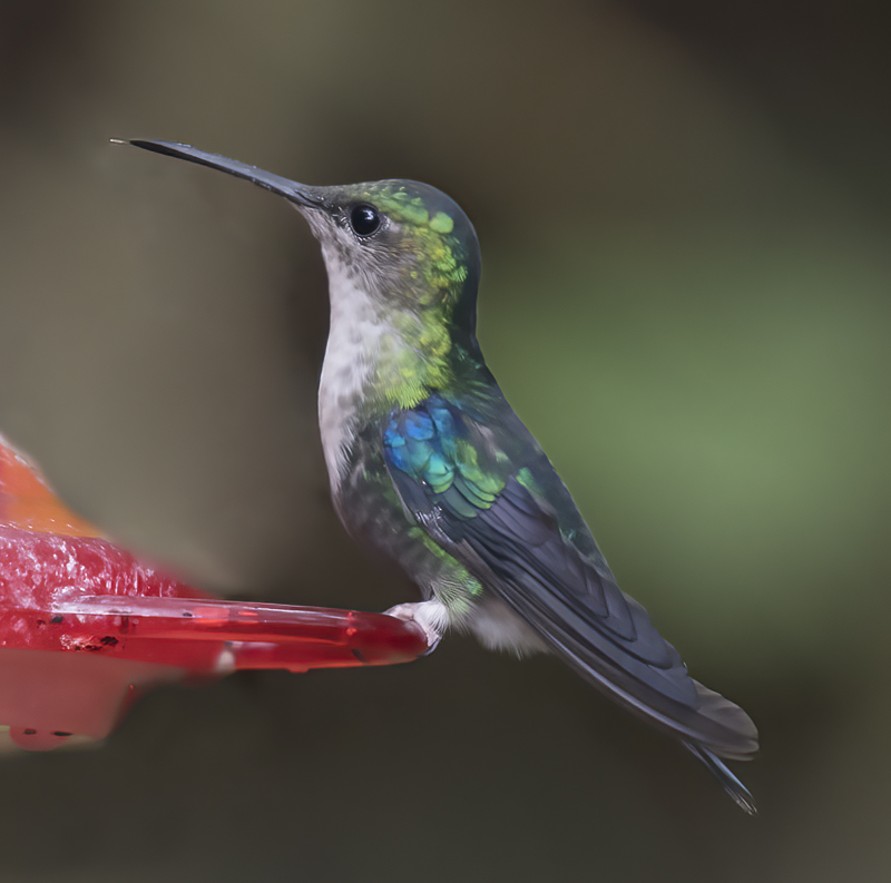 Green-crowned_Woodnymph_18_Ecuador_065