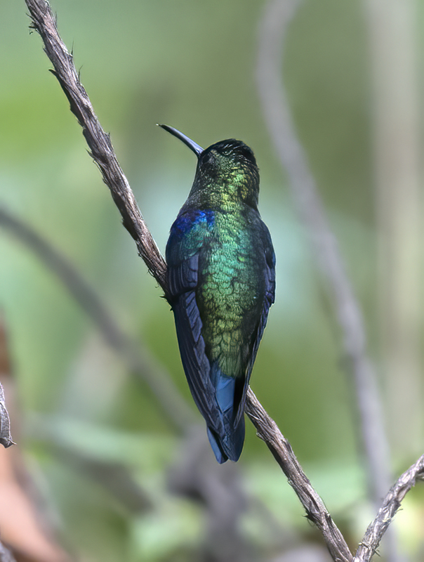 Green-crowned_Woodnymph_18_Ecuador_069