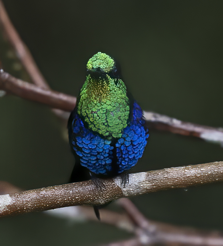 Green-crowned_Woodnymph_18_Ecuador_103