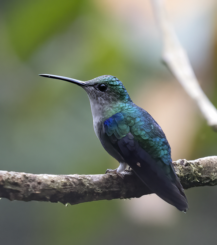 Green-crowned_Woodnymph_18_Ecuador_130