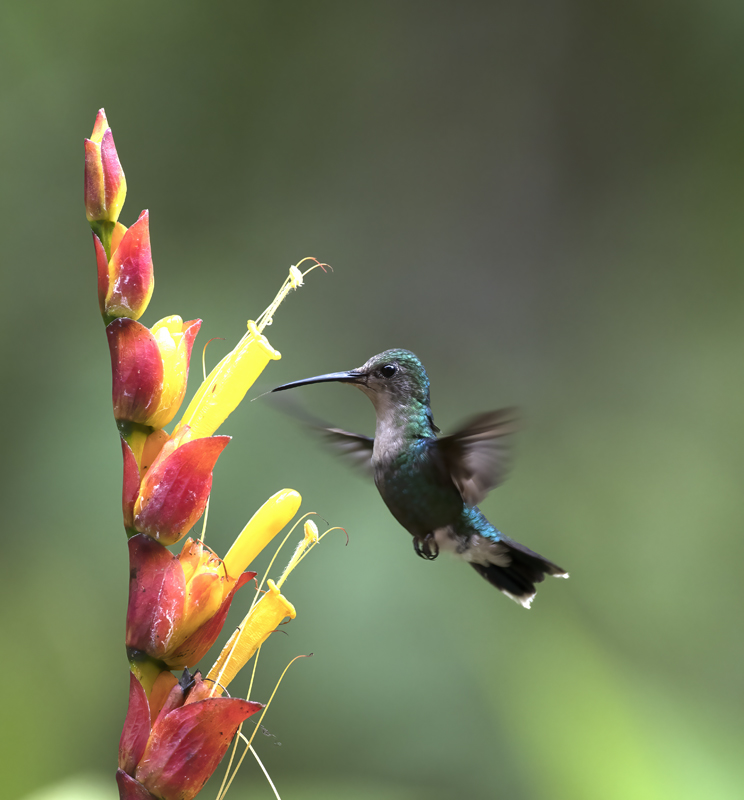 Green-crowned_Woodnymph_18_Ecuador_213