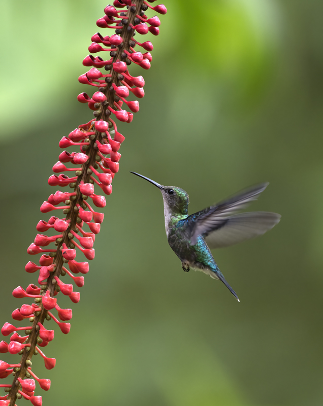 Green-crowned_Woodnymph_18_Ecuador_223