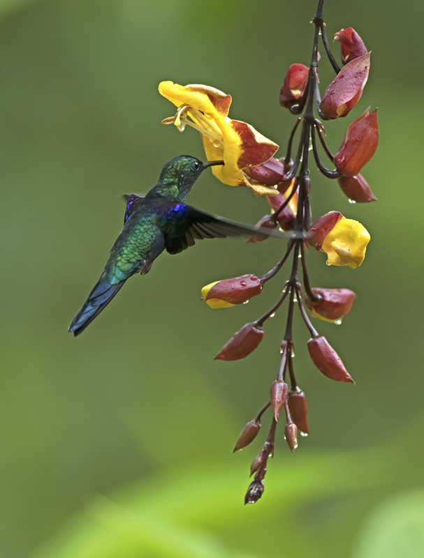 Green-crowned_Woodnymph_18_Ecuador_229