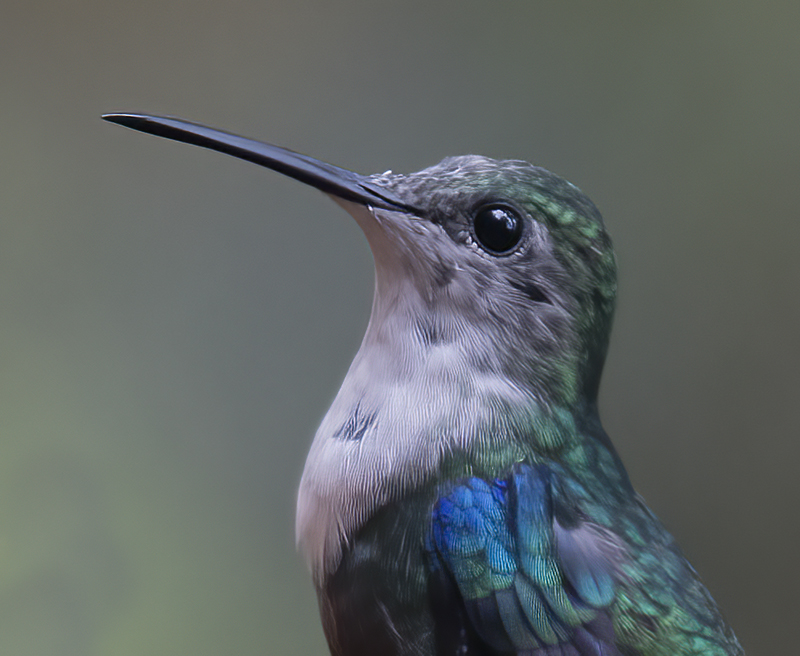 Green-crowned_Woodnymph_18_Ecuador_256