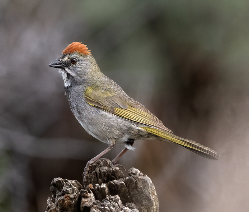 Green-tailed_Towhee_23_OR_C_001