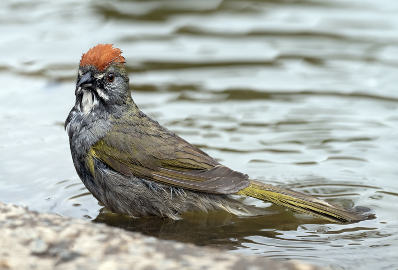 Green-tailed_Towhee_23_OR_L_531