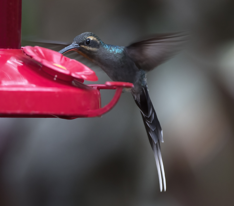 Green_Hermit_18_Costa_Rica_008