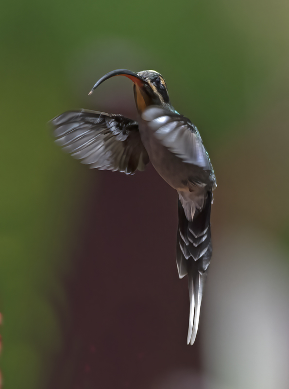 Green_Hermit_18_Costa_Rica_010