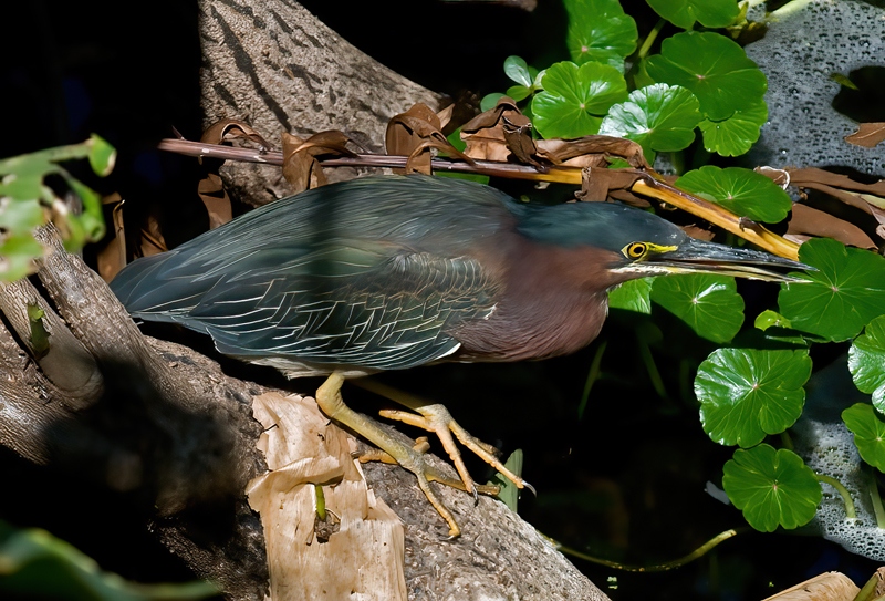 Green_Heron_09_FL_025