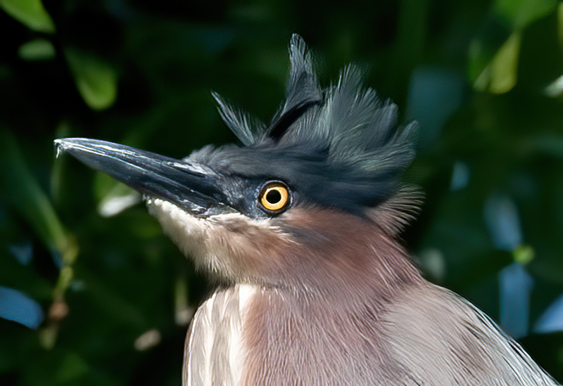 Green_Heron_09_FL_107