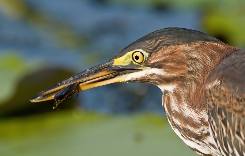 Green_Heron_09_FL_137
