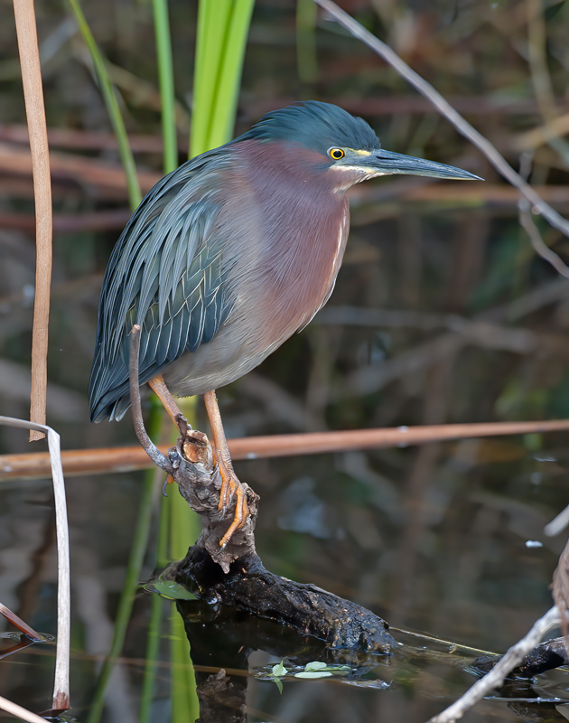 Green_Heron_10_FL_003
