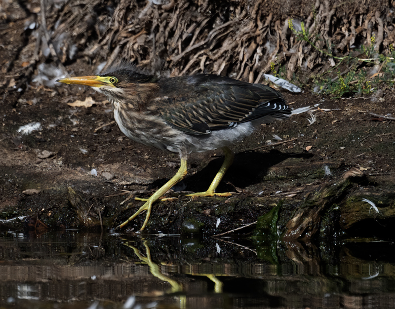 Green_Heron_23_CA_L_510