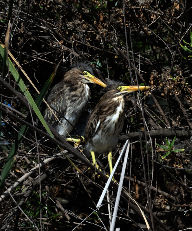 Green_Heron_23_CA_L_519