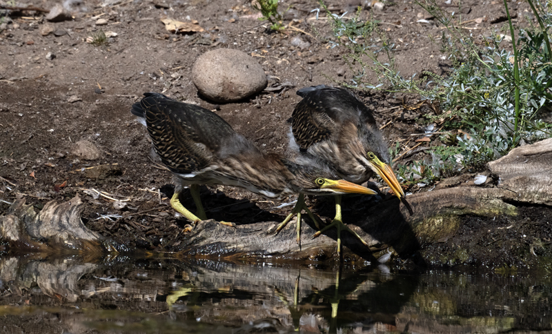 Green_Heron_23_CA_L_528