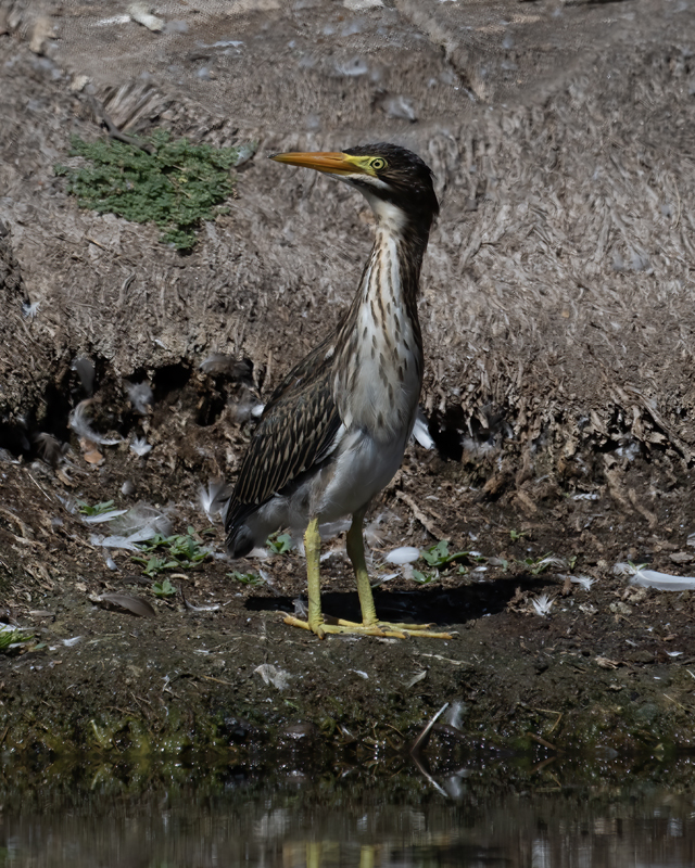 Green_Heron_23_CA_L_537